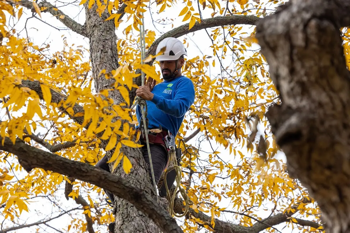 Skilled Tree Transplanting crew working in North Sioux City