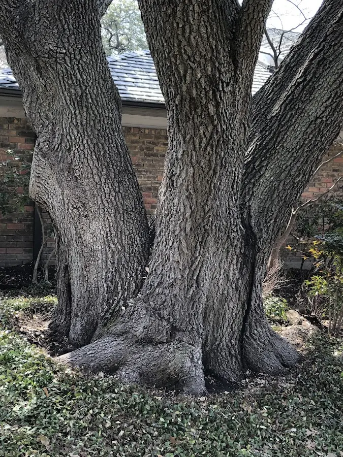 Mature heritage tree close to a North Sioux City property cared for by certified arborists